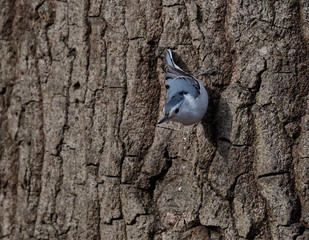 Canvas Print - White breasted nuthatch