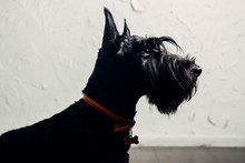 Scottish Terrier Puppy Is Posing In Studio On A Light Background