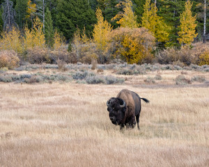 Poster - American Bison in Autumn on the Sagebrush Flats of Grand Teton National Park