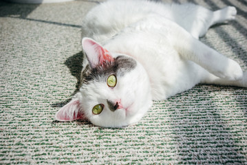 Wall Mural - White and Grey Cat