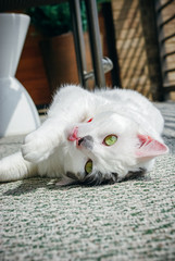 Wall Mural - White and Grey Cat