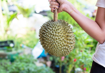 Wall Mural - The hands are durian , eat very fresh. Handle durian show the durian to eat. 