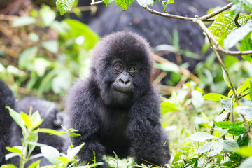 Baby Mountain Gorilla (Gorilla beringei beringei) in the jungle of Rwanda.	