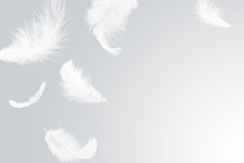 Feather Abstract Background. White Feathers Floating In The Air.