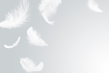 Wall Mural - feather abstract background. white feathers floating in the air.