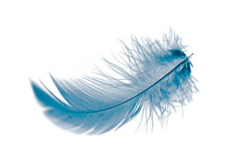 blue feather isolated on white background