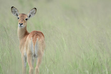 Antilope In Safari In Africa
