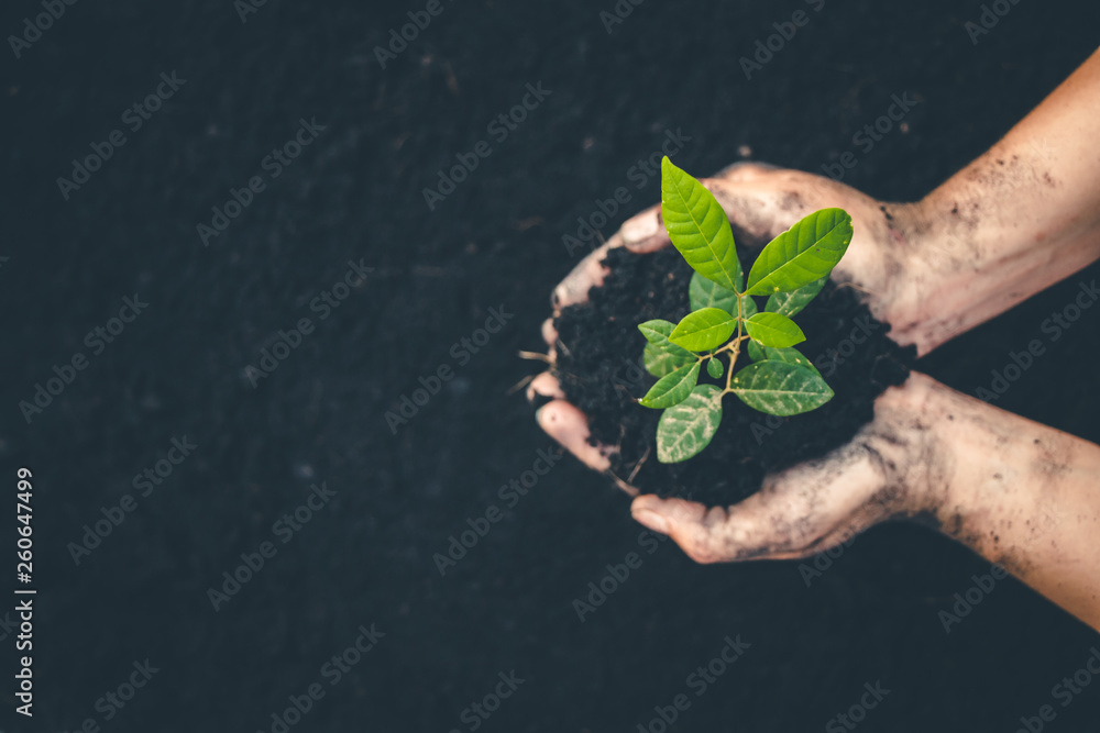 Hand for planting trees back to the forest, Creating awareness for love wild, Wild plant concept. - obrazy, fototapety, plakaty 