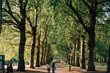 tree corridor