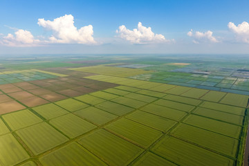 The rice fields are flooded with water. Flooded rice paddies. Agronomic methods of growing rice in the fields.