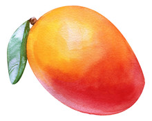 Watercolor Mango Tropical. Isolated Fresh Exotic Mango Fruit On White Background. Artistic Food Hand Painted Illustration. For Design Textiles, Print Or Background