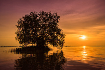 Wall Mural - The trees are in the water and the light from the sun.