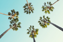 Tropical Palm Trees On Clear Summer Sky Background.  Toned Image.