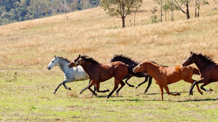 A Herd Of Wild Horses Racing Across Country