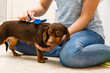 © anetlanda - Woman brushing her dachshund dog