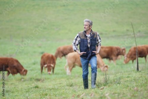 Cuadros en Lienzo Farmer walking in field with cattle in the background