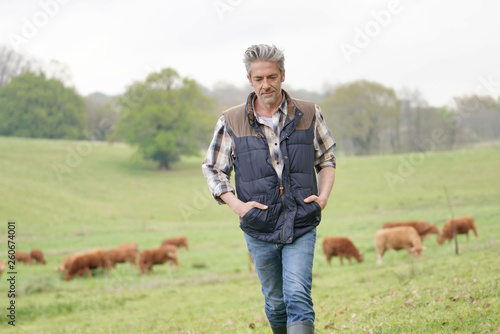 Fotografía Farmer walking in field with cattle in the background