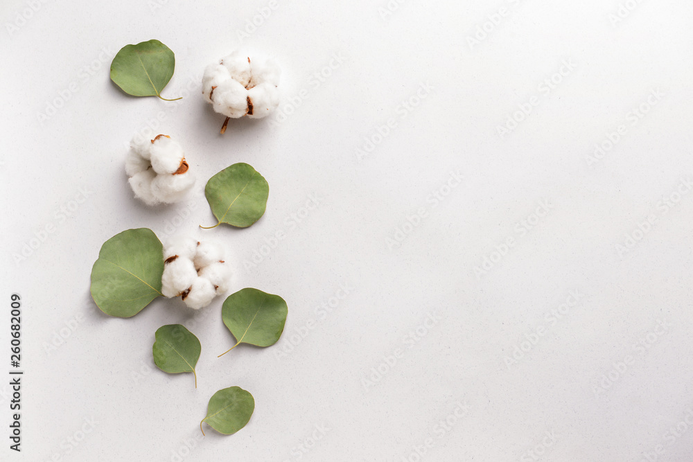 Cotton flowers with eucalyptus leaves on white background