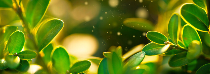 Leinwandbilder - Beautiful natural background frame with fresh juicy green foliage glows in sunlight and defocused bokeh outdoors in nature, panorama, copy space, atmospheric image.