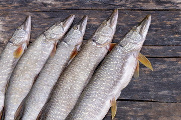 five gutted, salted for Smoking pike, lying on a wooden table.