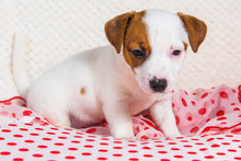Jack Russell Terrier Puppy Dog On Red Polka Dots Background