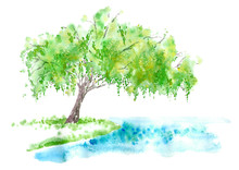 Weeping Willow On The Lake. Summer. Watercolor Hand Drawn Illustration.