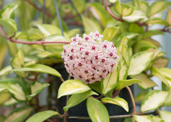 Hoya flower blooms in the garden