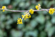 Lyric twig with yellow flowers on blurred ivy Hedera helix background. Soft selective macro focus cornelian cherry blossom (Cornus mas, European cornel, dogwood) in early spring
