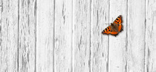 Butterfly On White Wooden Background