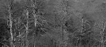 Leafless Winter Forest In Black And White