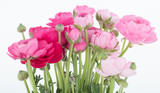 Fototapeta Tulipany - frische Blumen