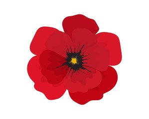 Red poppy flower isolated on white background.