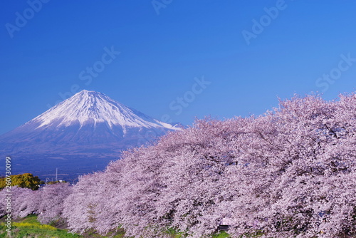Obrazy Fudżi  krajobraz-z-kwitnacymi-wisniami-i-gora-fuji-w-prefekturze-shizuoka-japonia