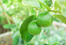 Fresh Lime Green Lemon Fruit Hang On Tree Branch In The Organic Garden