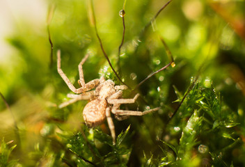 spider crawling on green grass. macro