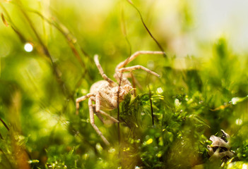 spider crawling on green grass. macro