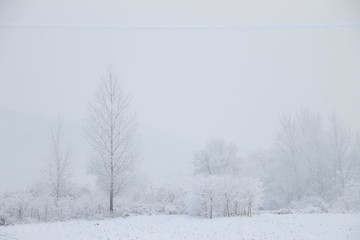 winter landscape with snowy trees and snow