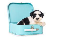 Cute Puppy In A Blue Suitcase Isolated On White Background