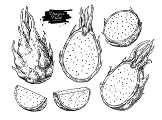 Wall Mural - Dragon fruit vector drawing set. Hand drawn tropical food illustration. Engraved summer dragonfruit