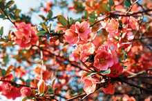 Japanese Quince Flowers
