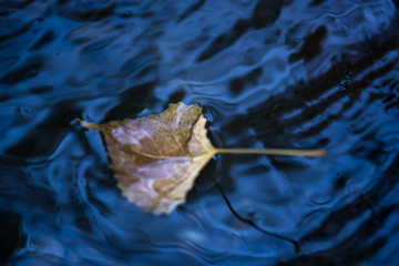 Hoja de otoño transportada por el viento y la corriente del agua