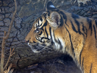 Wall Mural - Young female Sumatran Tiger, Panthera tigris sumatrae