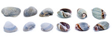 Collection Of Various Sea Shells With White Background