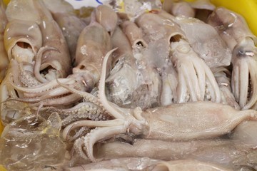 Sticker - Fresh squid for cooking at street food