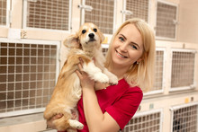 Attractive Blonde Woman Vet Hold Little Corgi Dog On Her Hands At Pet Hospital. Pet Healthcare