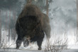 An angry buffalo faces you preparing to charge.  It's a cold winter day in the wilderness American West, and the buffalo breaths an angry cloud of steam over the snowy ground. 3D Rendering