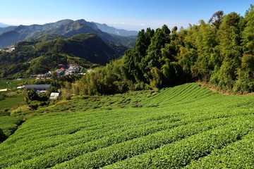 Sticker - Asia tea fields