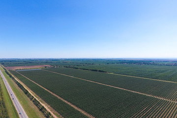 Wall Mural - Rows of trees in the garden. Aerophotographing, top view.