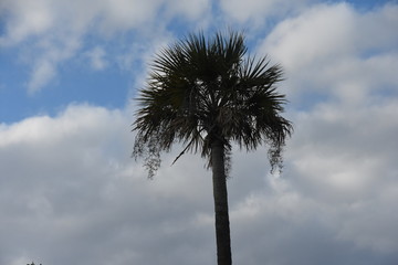 Palm Tree