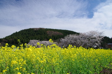 canola flower in japan fukushima